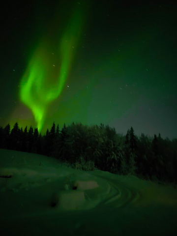 Aurora borealis over a forest
